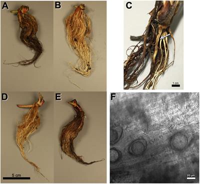 Genomic Investigation of the Strawberry Pathogen Phytophthora fragariae Indicates Pathogenicity Is Associated With Transcriptional Variation in Three Key Races